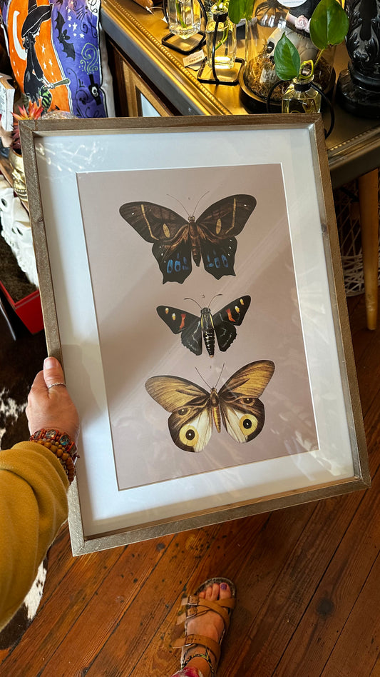 Butterfly #1