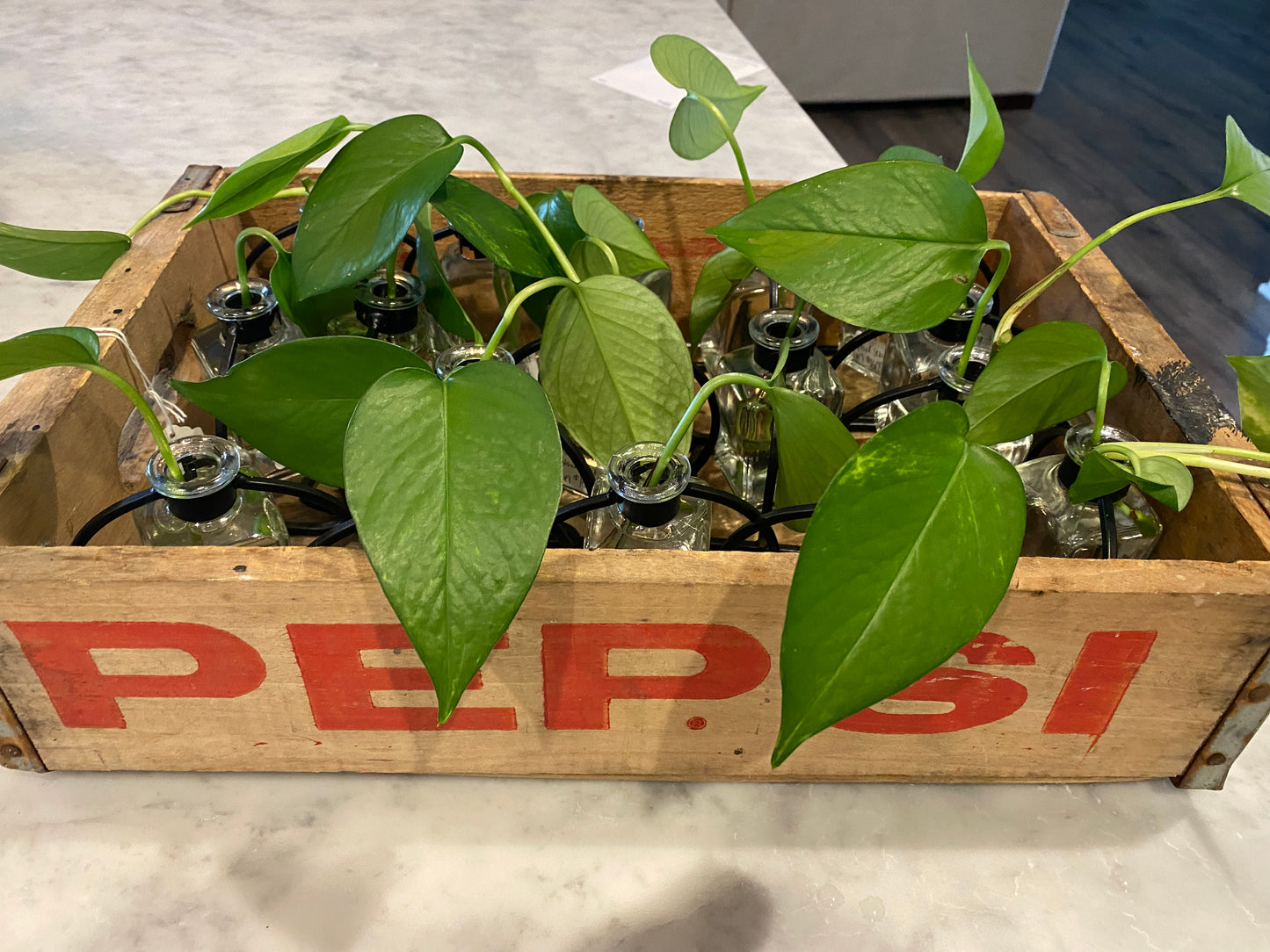 Philodendron start w/ Bud Vase