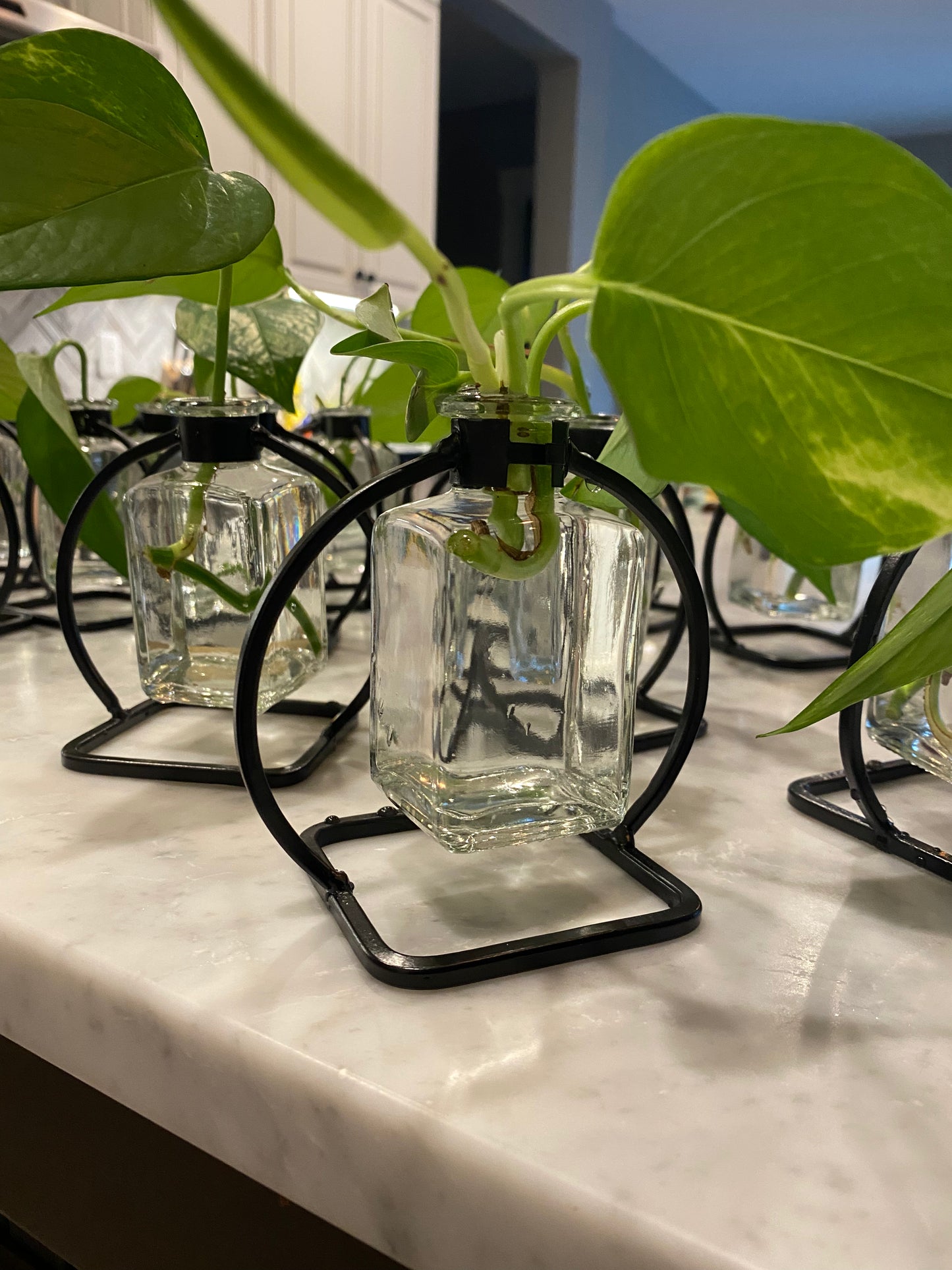 Philodendron start w/ Bud Vase