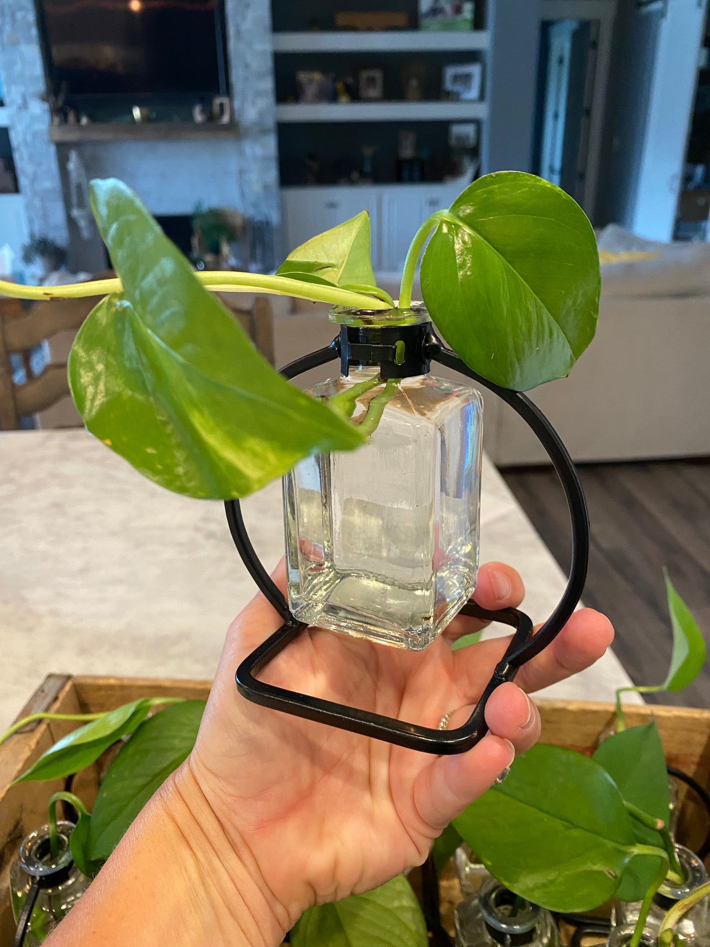 Philodendron start w/ Bud Vase