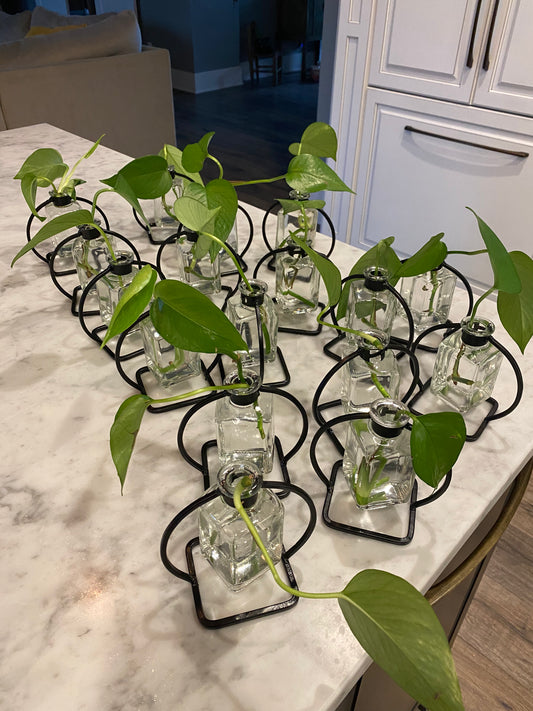 Philodendron start w/ Bud Vase (in store)
