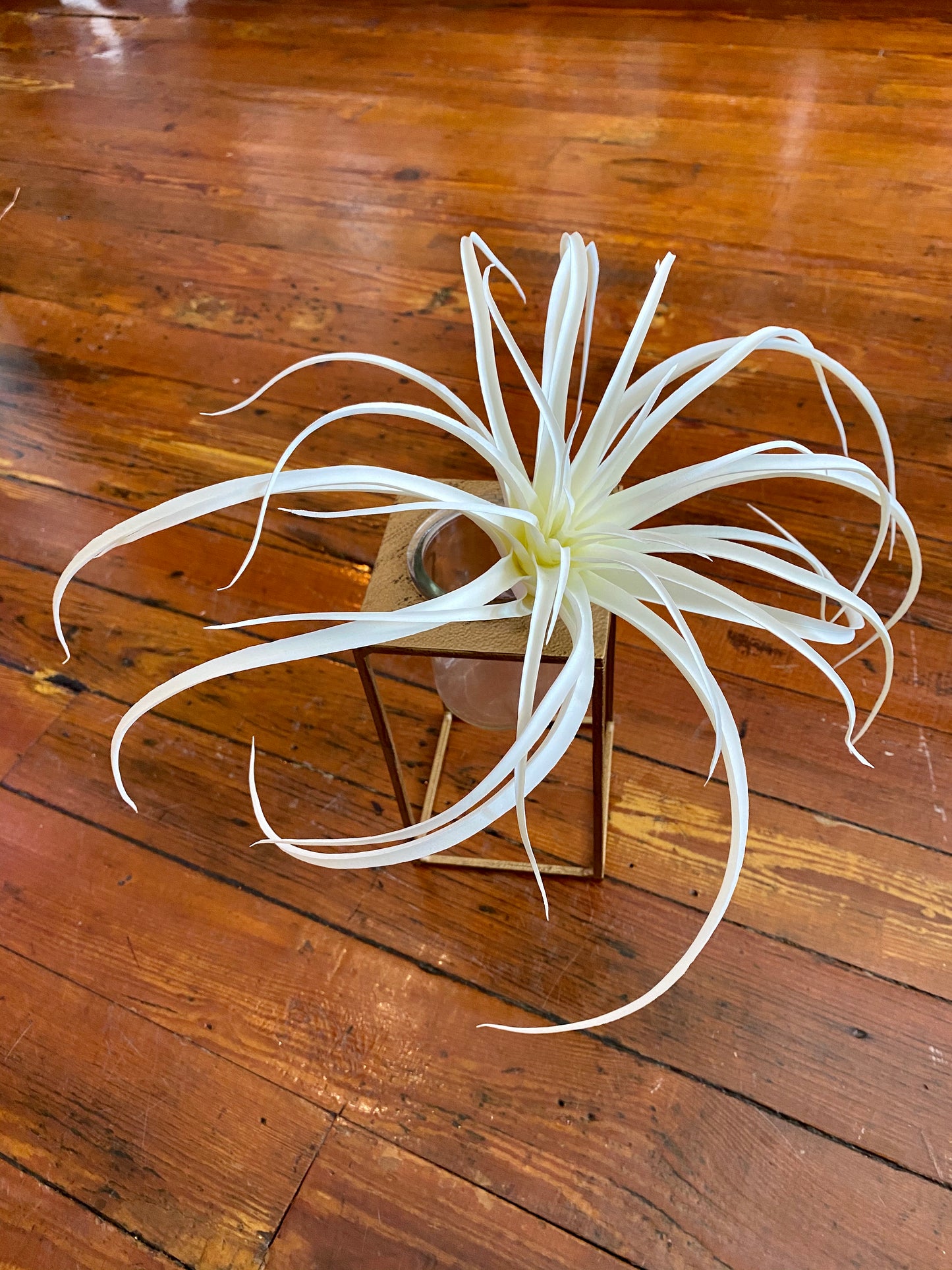 Lg. White Airplant