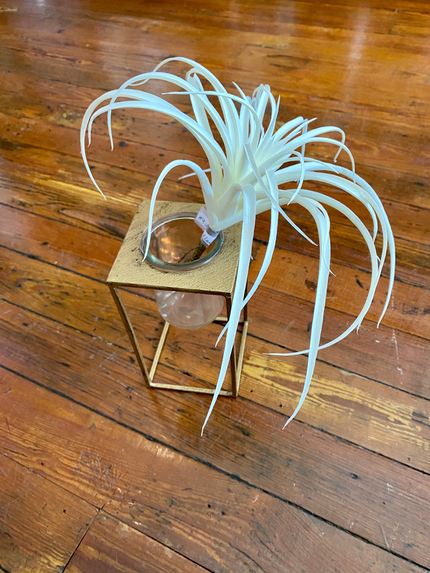 Lg. White Airplant